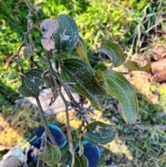 Smilax australis at QPRC LGA - 19 May 2024