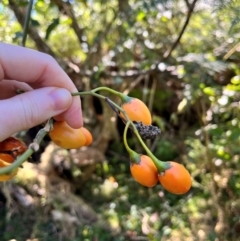 Solanum aviculare (Kangaroo Apple) at QPRC LGA - 19 May 2024 by courtneyb