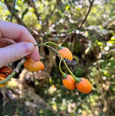 Solanum aviculare (Kangaroo Apple) at Tallaganda State Forest - 19 May 2024 by courtneyb