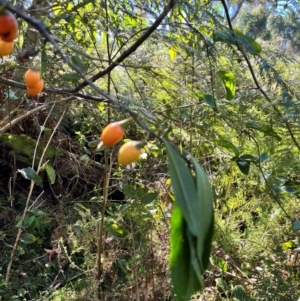 Solanum aviculare at Tallaganda State Forest - 19 May 2024