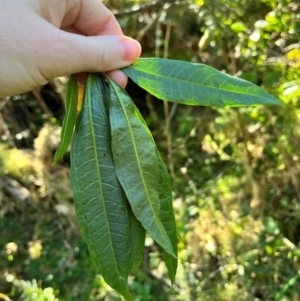 Solanum aviculare at Tallaganda State Forest - 19 May 2024