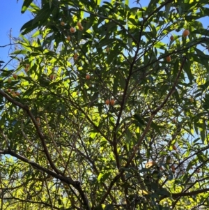 Solanum aviculare at Tallaganda State Forest - 19 May 2024