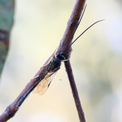 Ichneumonidae (family) (Unidentified ichneumon wasp) at Casey, ACT - 18 May 2024 by Hejor1