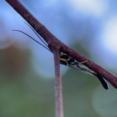 Ichneumonidae (family) at Casey, ACT - 18 May 2024 03:43 PM