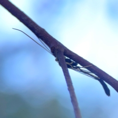 Ichneumonidae (family) at Casey, ACT - 18 May 2024 03:43 PM