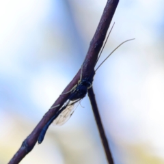 Ichneumonidae (family) at Casey, ACT - 18 May 2024