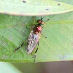 Australoactina sp. (genus) (Soldier fly) at Casey, ACT - 18 May 2024 by Hejor1