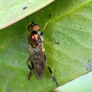 Australoactina sp. (genus) at Casey, ACT - 18 May 2024