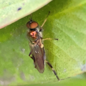 Australoactina sp. (genus) at Casey, ACT - 18 May 2024