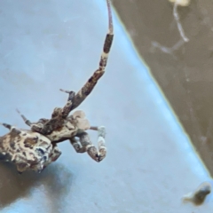 Philoponella congregabilis (Social house spider) at Casey, ACT - 18 May 2024 by Hejor1