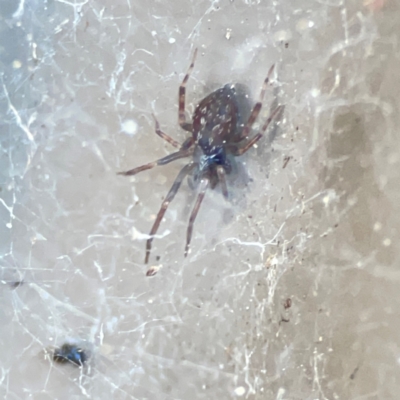 Badumna sp. (genus) (Lattice-web spider) at Casey, ACT - 18 May 2024 by Hejor1