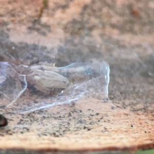 Clubionidae (family) at Casey, ACT - 18 May 2024