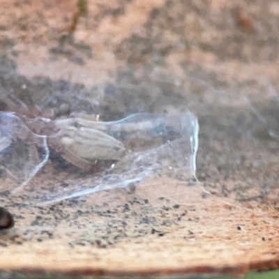 Clubiona sp. (genus) at Casey, ACT - 18 May 2024 by Hejor1