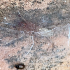 Clubionidae (family) at Casey, ACT - 18 May 2024