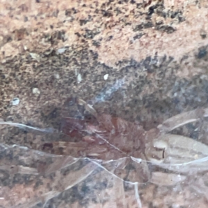 Clubionidae (family) at Casey, ACT - 18 May 2024