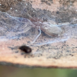 Clubionidae (family) at Casey, ACT - 18 May 2024