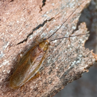 Balta spuria (A Balta Cockroach) at Casey, ACT - 18 May 2024 by Hejor1