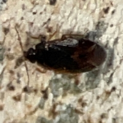 Hemiptera (order) at Casey, ACT - 18 May 2024