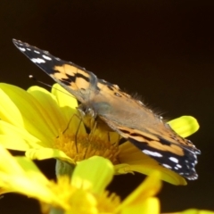 Vanessa kershawi (Australian Painted Lady) at Wingecarribee Local Government Area - 19 May 2024 by Curiosity