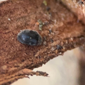 Coccinellidae (family) at Casey, ACT - 18 May 2024