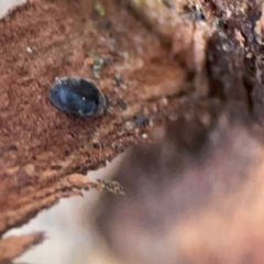 Coccinellidae (family) at Casey, ACT - 18 May 2024