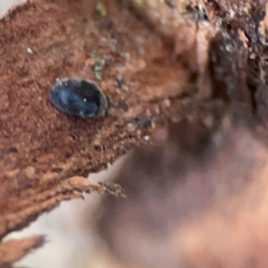 Coccinellidae (family) at Casey, ACT - 18 May 2024 04:20 PM