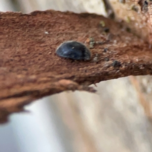 Coccinellidae (family) at Casey, ACT - 18 May 2024