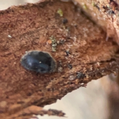 Coccinellidae (family) at Casey, ACT - 18 May 2024