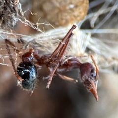 Myrmecia sp. (genus) (Bull ant or Jack Jumper) at Casey, ACT - 18 May 2024 by Hejor1