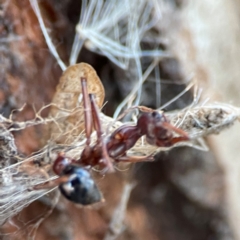 Myrmecia sp. (genus) at Casey, ACT - 18 May 2024