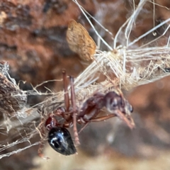 Myrmecia sp. (genus) at Casey, ACT - 18 May 2024