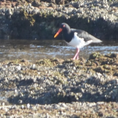 Haematopus longirostris (Australian Pied Oystercatcher) at Currarong, NSW - 16 May 2024 by Paul4K