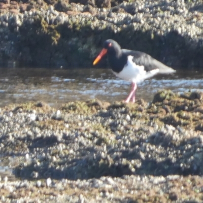 Haematopus longirostris (Australian Pied Oystercatcher) at Jervis Bay Marine Park - 16 May 2024 by Paul4K