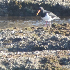 Haematopus longirostris at Jervis Bay Marine Park - 17 May 2024