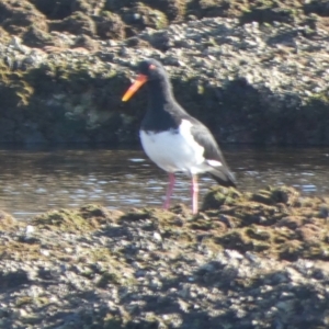 Haematopus longirostris at Jervis Bay Marine Park - 17 May 2024