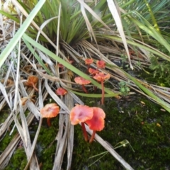 Unidentified Cap on a stem; gills below cap [mushrooms or mushroom-like] at Currarong - Abrahams Bosom Beach - 16 May 2024 by Paul4K