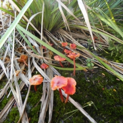 Hygrocybe sp. ‘red’ (A Waxcap) at Currarong - Abrahams Bosom Beach - 17 May 2024 by Paul4K