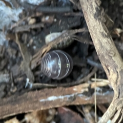 Armadillidium vulgare at Casey, ACT - 18 May 2024 by Hejor1