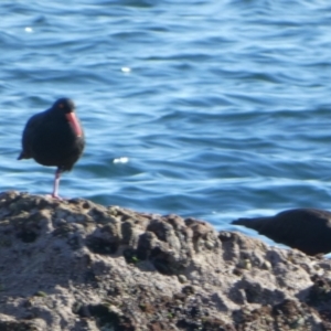 Haematopus fuliginosus at Jervis Bay Marine Park - suppressed