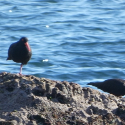 Haematopus fuliginosus (Sooty Oystercatcher) at Beecroft Peninsula, NSW - 16 May 2024 by Paul4K