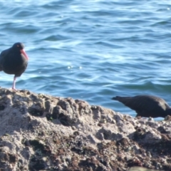Haematopus fuliginosus at Jervis Bay Marine Park - suppressed