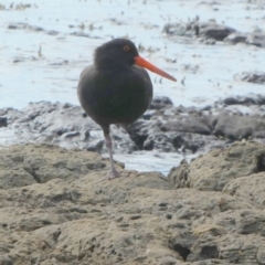 Haematopus fuliginosus at Jervis Bay Marine Park - suppressed