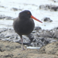 Haematopus fuliginosus at Jervis Bay Marine Park - suppressed