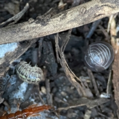 Armadillidium vulgare (Slater bug, woodlouse, pill bug, roley poley) at Casey, ACT - 18 May 2024 by Hejor1