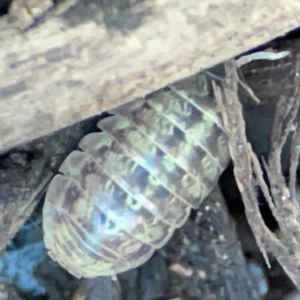 Armadillidium vulgare at Casey, ACT - 18 May 2024