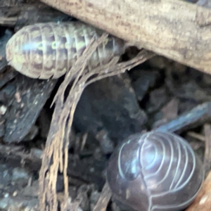 Armadillidium vulgare at Casey, ACT - 18 May 2024