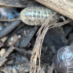 Armadillidium vulgare at Casey, ACT - 18 May 2024