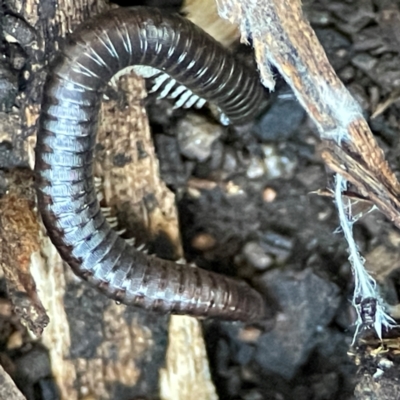 Ommatoiulus moreleti (Portuguese Millipede) at Casey, ACT - 18 May 2024 by Hejor1