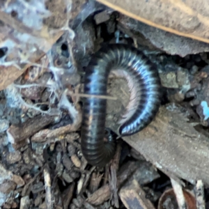 Ommatoiulus moreleti at Casey, ACT - 18 May 2024