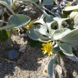 Arctotheca populifolia at Jervis Bay Marine Park - 17 May 2024